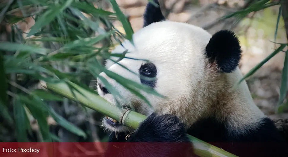 Panda 1.webp